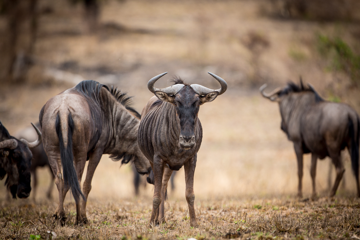 Wildebeest