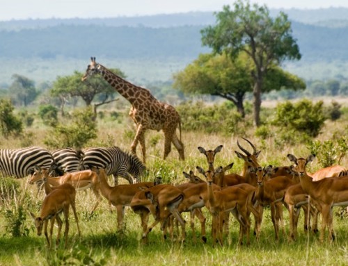 The 8 Best African Safari Parks