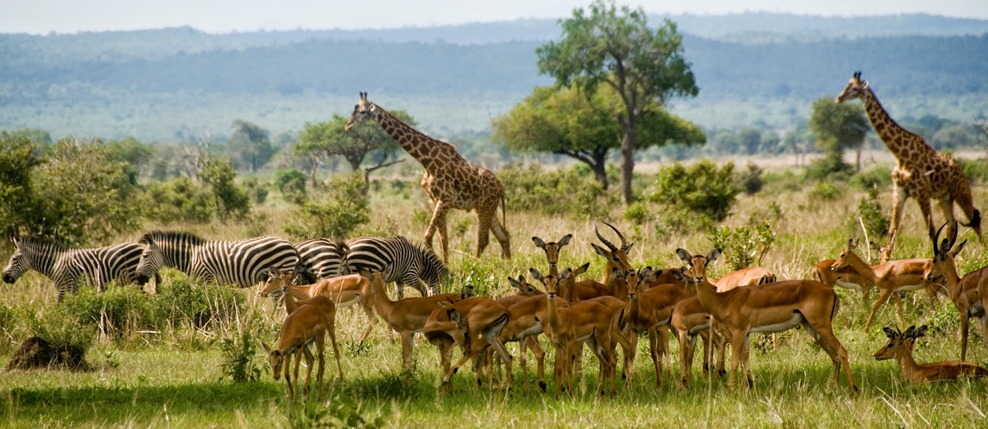 african safari and wildlife park