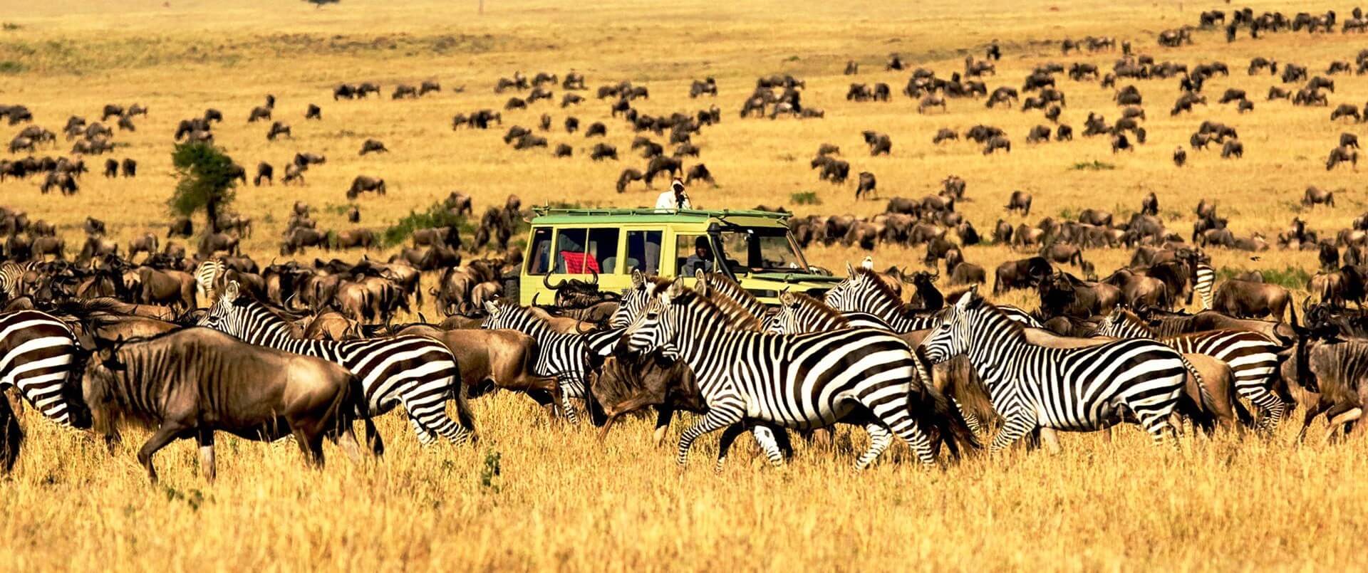 the safari in africa