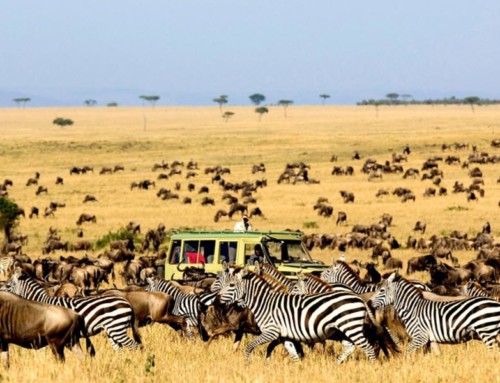 7 Must See Animal Migration Experiences To Check Out In Africa